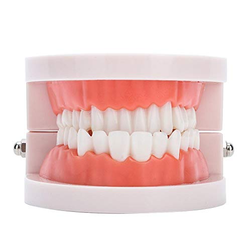 Model zuba, odrasle desni standardni tipodont demonstracijski zubi model zube zube zubi zubi
